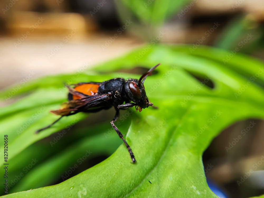 Fototapeta premium Photography of Vespa Affinis or Big Banded Wasp. who was silent on the green leaves