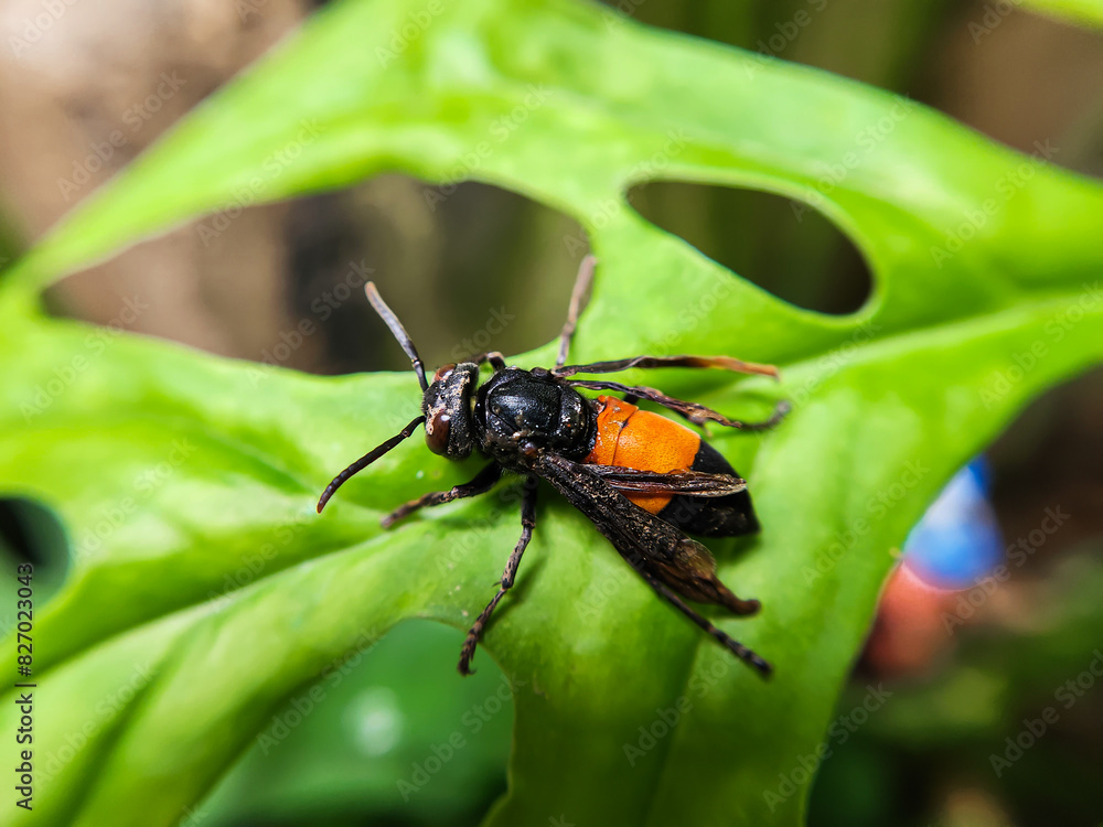 Photography of Vespa Affinis or Big Banded Wasp. who was silent on the green leaves Photography of Vespa Affinis or Big Banded Wasp. who was silent on the green leaves
