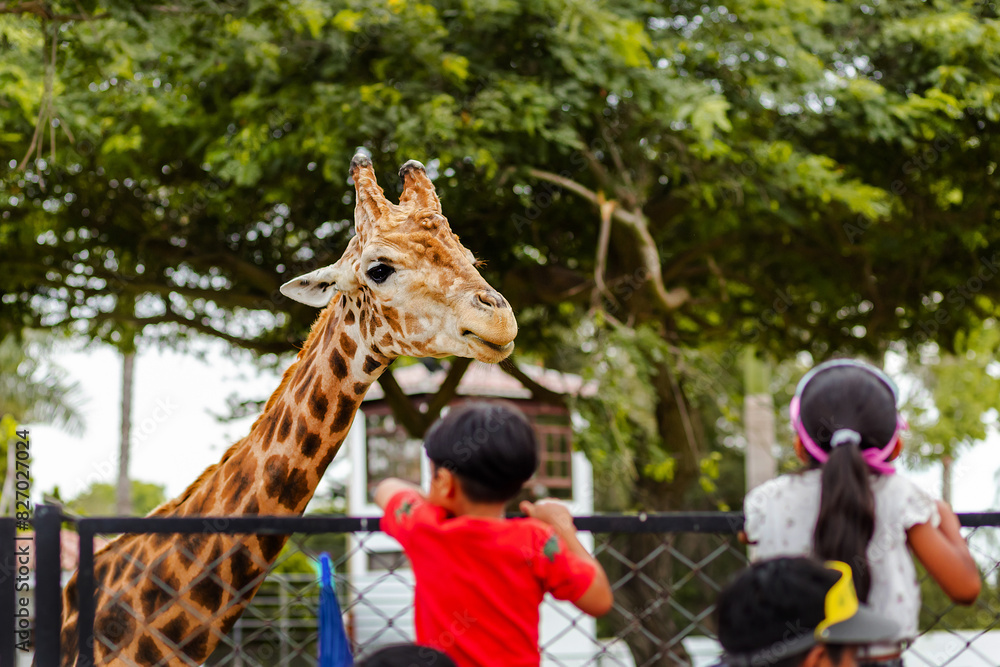 Children Marveling at Giraffe