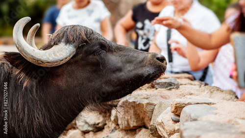 Hands Reaching Out to Touch Water Buffalo