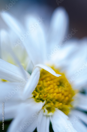 Canvas-taulu The delicate chamomile flower in soft blurred background
