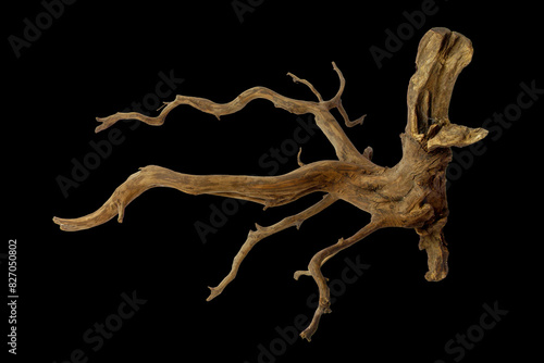 Unique stump driftwood with texture roots branched isolated on black background with clipping path