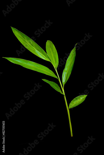 Green ginger leaf tropical forest plant isolated on black background with clipping path