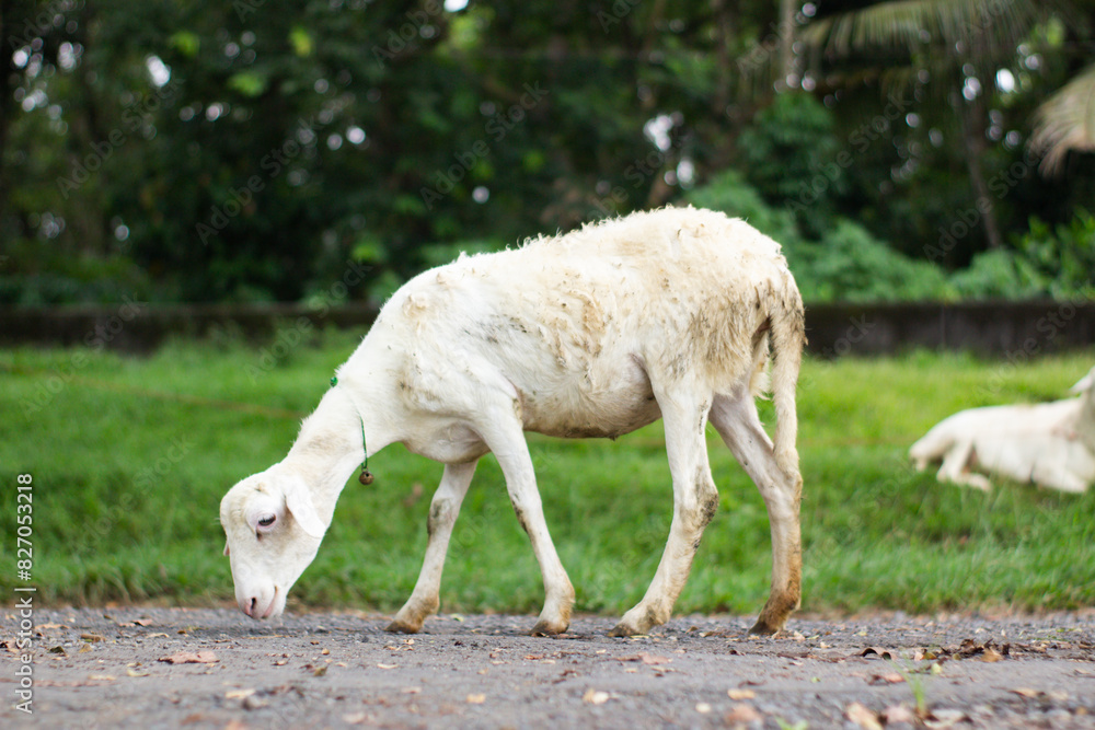 Obraz premium High-quality white sheep grazing in a lush green meadow