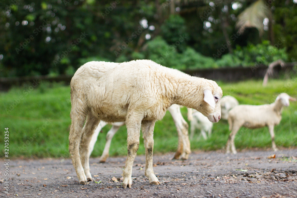 High-quality white sheep grazing in a lush green meadow High-quality white sheep grazing in a lush green meadow