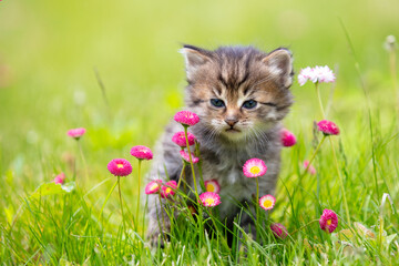 Little kitten sitting on the grass with daisy flowers in the summer garden