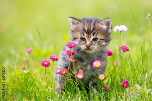 Obraz na płótnie Little kitten sitting on the grass with daisy flowers in the summer garden w salonie