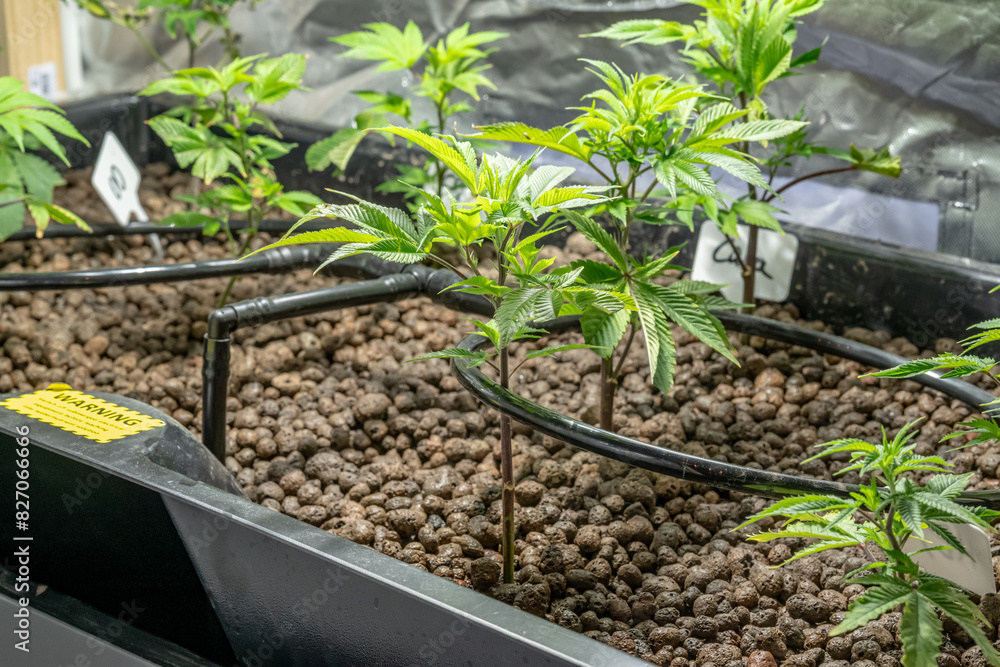Medical Cannabis Sativa plants growing indoors Lab system legal light drugs medication medicine concept selective focus Medical Cannabis Sativa plants growing indoors Lab system legal light drugs medication medicine concept selective focus