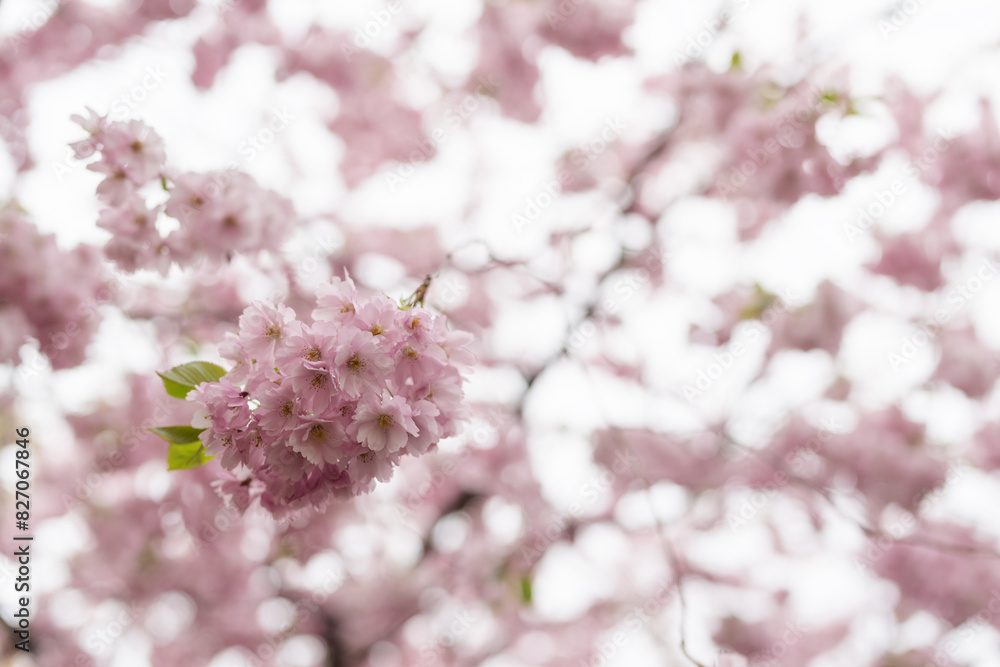 Spring background of blossom cherry flowers closeup Spring background of blossom cherry flowers closeup