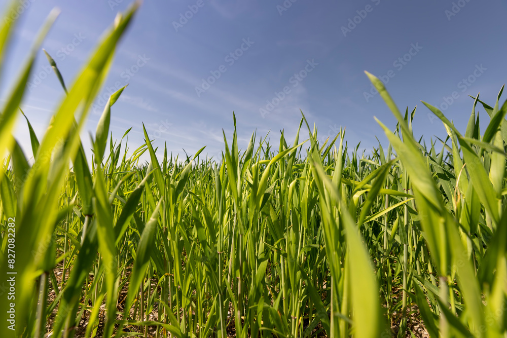 Fototapeta premium Green wheat grass in the field in spring