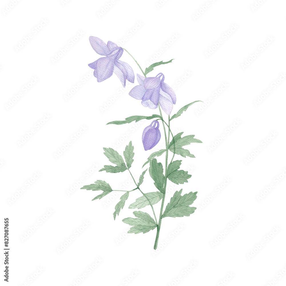Fototapeta premium Aquilegia flower on a transparent background