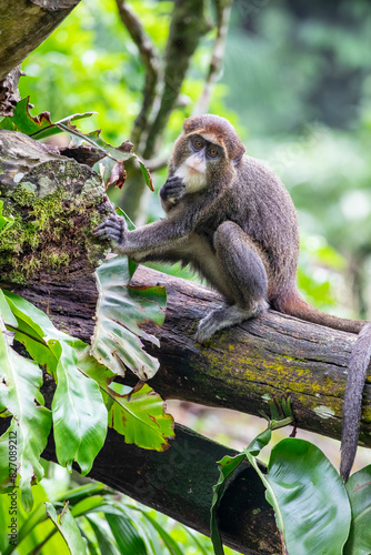 A young De Brazza's monkey (Cercopithecus neglectus). It is an Old World monkey endemic to the riverine and swamp forests of central Africa.  photo