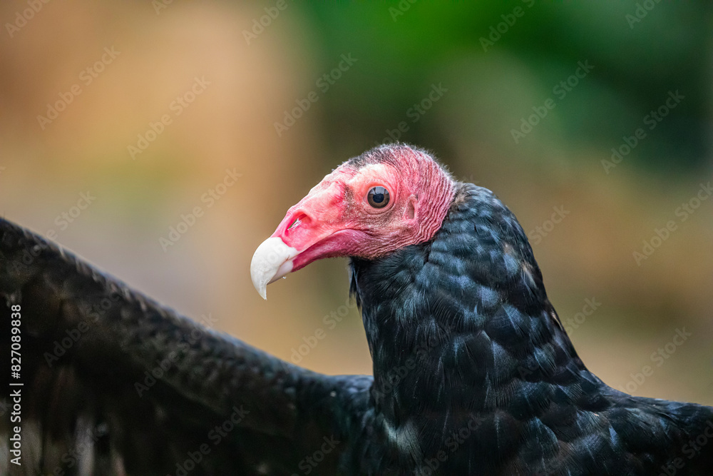 The closeup image of turkey vulture . It is the most widespread of the New World vultures.
It is a scavenger and feeds almost exclusively on carrion. The closeup image of turkey vulture . It is the most widespread of the New World vultures.
It is a scavenger and feeds almost exclusively on carrion.