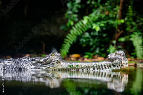 The gharial  Gavialis gangeticus  rests in the pond. It is a crocodilian in the family Gavialidae  native to sandy freshwater river banks in the plains of the northern part of the Indian subcontinent.