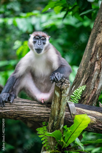 The collared mangabey (Cercocebus torquatus) is a species of primate in the family Cercopithecidae of Old World monkeys. 
The grey fur covering its body.