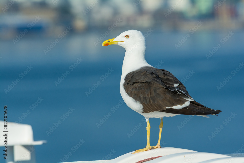 Fototapeta premium A shot of a herring gull, Sweden, near Stockholm. Loud bird, wildlife.