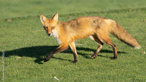 A fox keeping its distance on the green. © Robert
