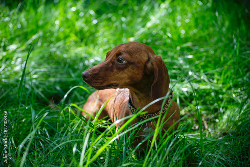 dachshund puppy in the grass