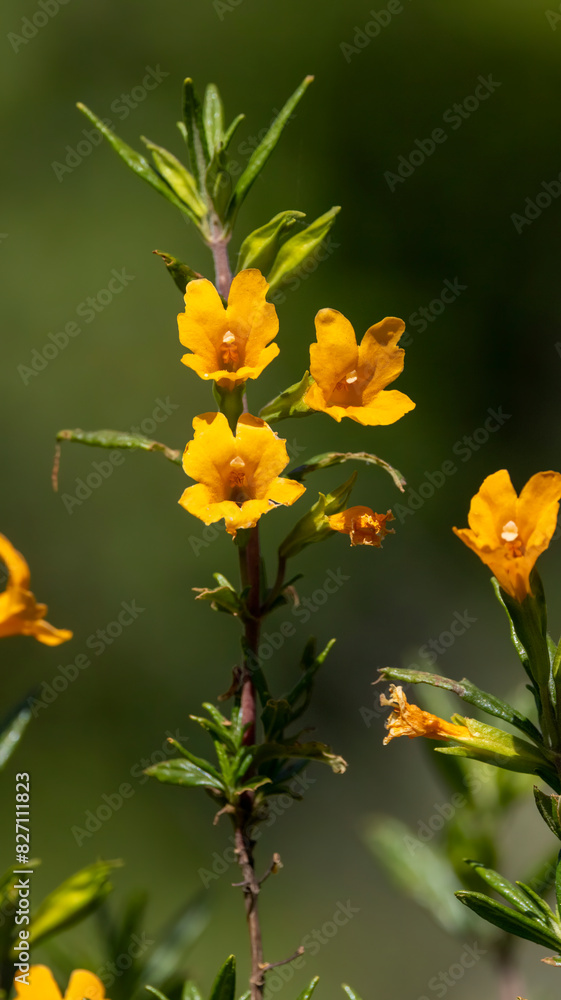 Fototapeta premium Wild flowers out on a trail somewhere in San Jose