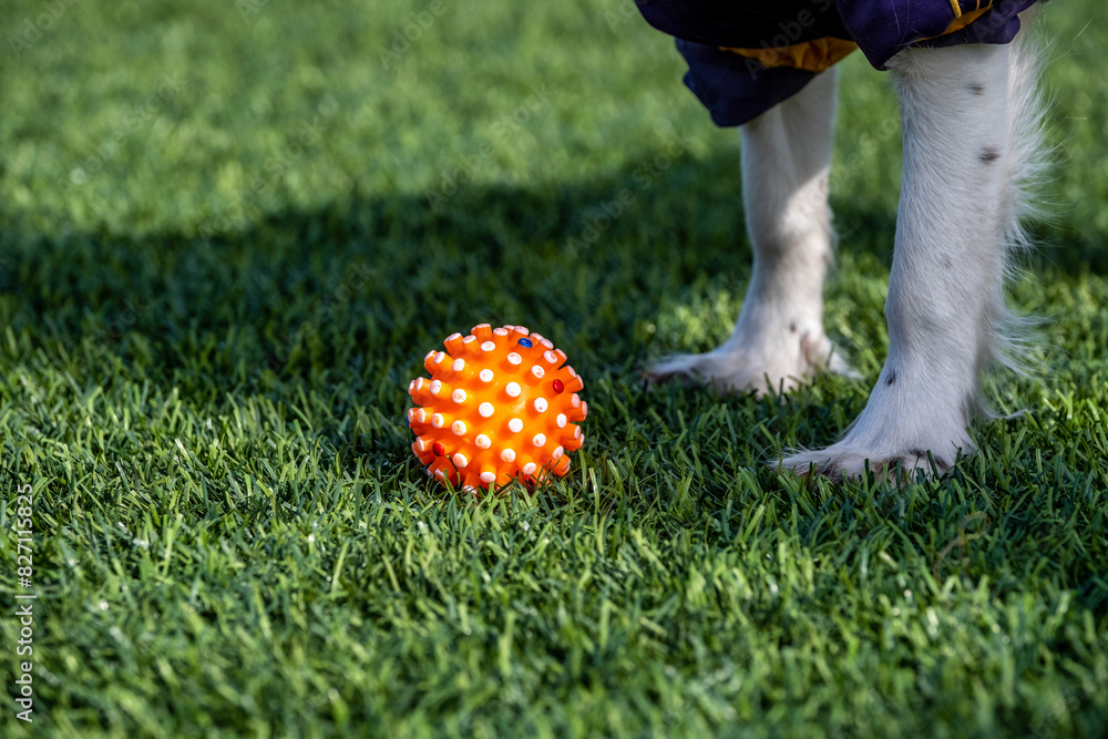 Naklejka premium A dog and a ball