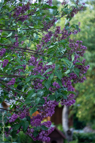 pink flowers in the garden