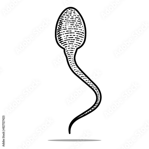 sperm icon vector engraving style hand drawn element black and white