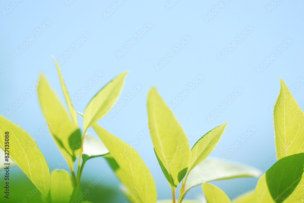 Obraz premium green leaves against blue sky
