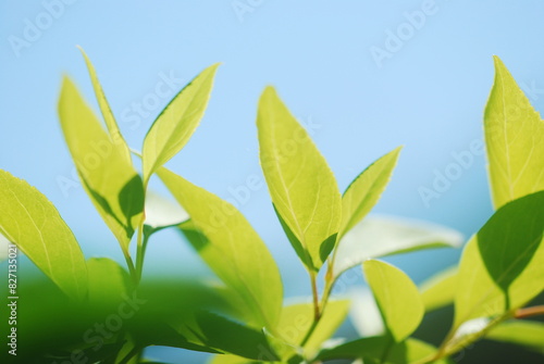 green leaves against blue sky