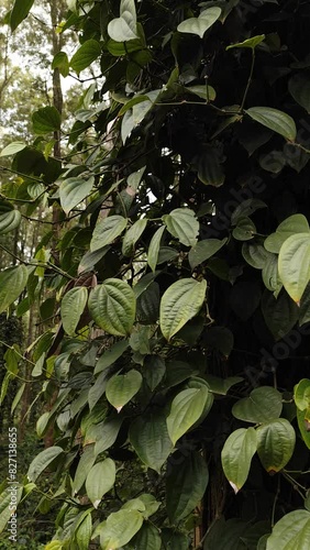 Black pepper plants growing on plantation in india. Ripe green peppers on a trees. Agriculture in tropical countries.  photo