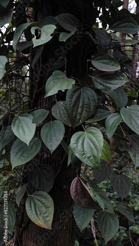 Black pepper plant plantation. closeup of Black pepper plant with green leaves photo