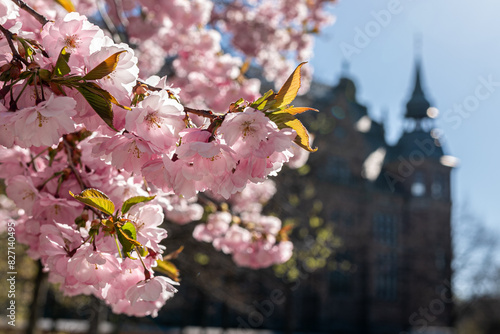 Sakura blossom in spring