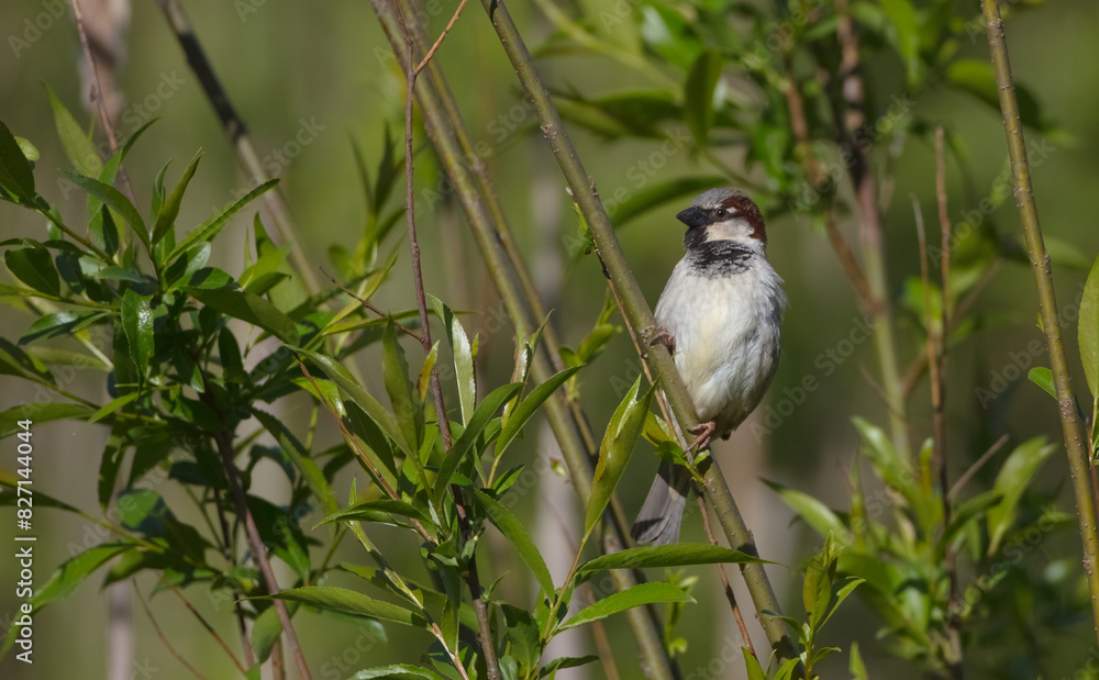 House sparrow - male bird in spring House sparrow - male bird in spring