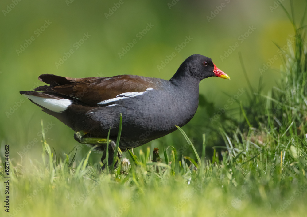 The common moorhen - adult bird in spring The common moorhen - adult bird in spring