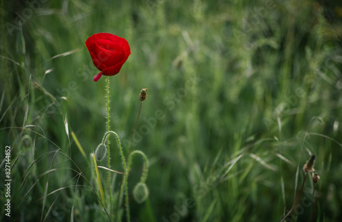 Elegant and ephemeral flower. Red poppy flower in the field. © bogdan vacarciuc