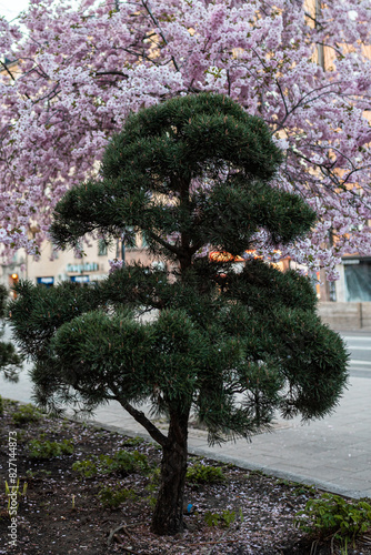 Photography View of the park in Stockholm