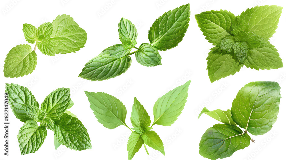 set of fresh mint leaves isolated on transparent background set of fresh mint leaves isolated on transparent background