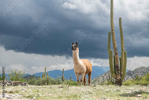 A llama takes a break from the hot desert sun in a shadow of a t