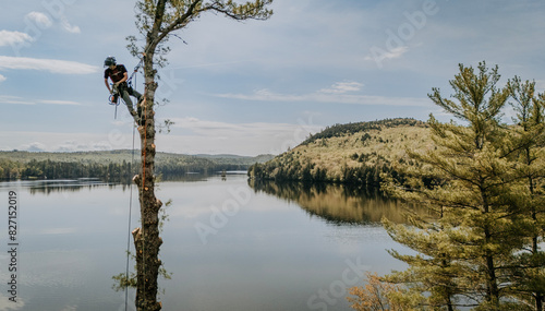 Tree arborist with chainsaw roped and hanging high up in pine. photo