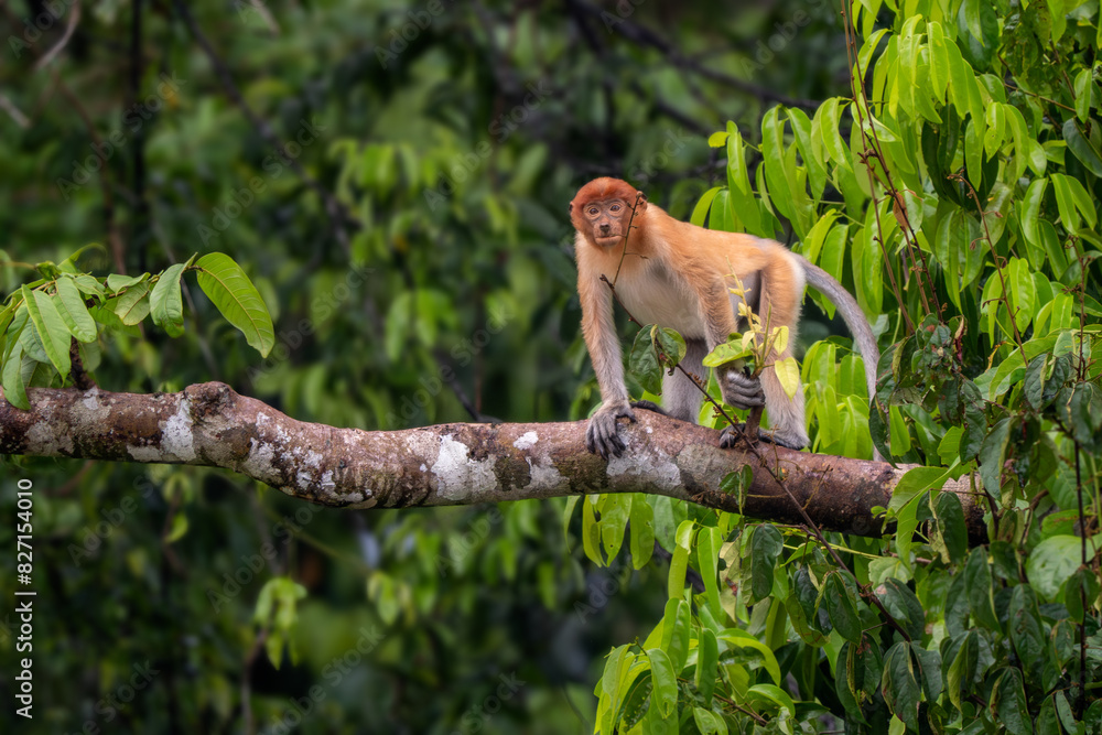 Fototapeta premium Proboscis Monkey - Nasalis larvatus, beautiful unique primate with large nose endemic to mangrove forests of the southeast Asian island of Borneo.