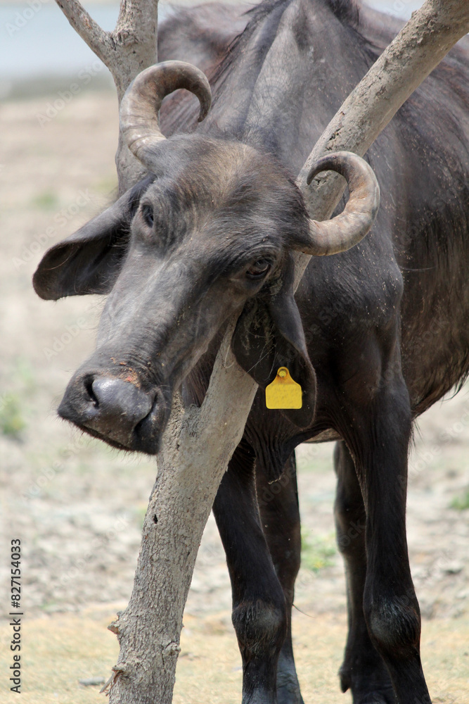 Fototapeta premium bull in the field close up shot of buffalo italian buffalo and indian buffalo