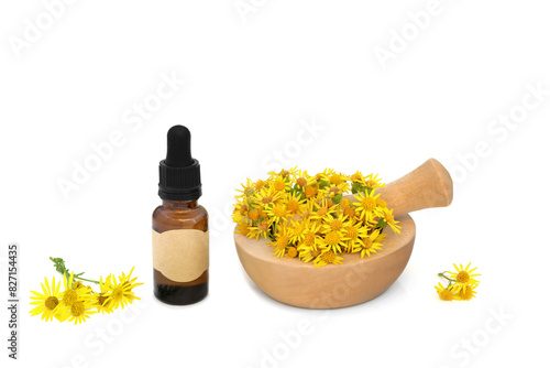 Ragwort flowers in a mortar on white with essential oil bottle. Herbal medicine to treat colic, gout, rheumatism, painful periods, menopause symptoms, poisonous to livestock.