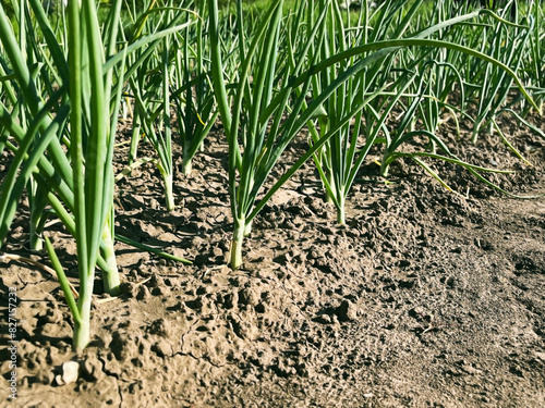 Green onion grows on a vegetable bed in the garden