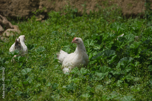 White Hen Among Grass In Summer