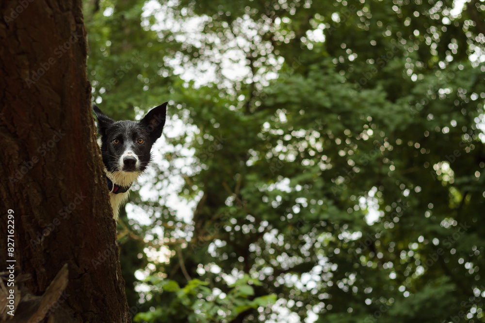 Fototapeta premium border collie dog peeking from behind a tree in nature
