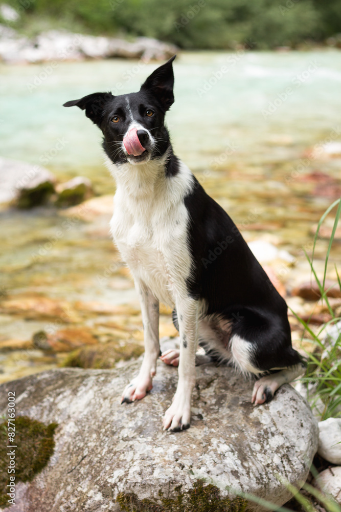 border collie dog head portrait at an alpine mountain creek in the summer sitting on a rock licking its nose
