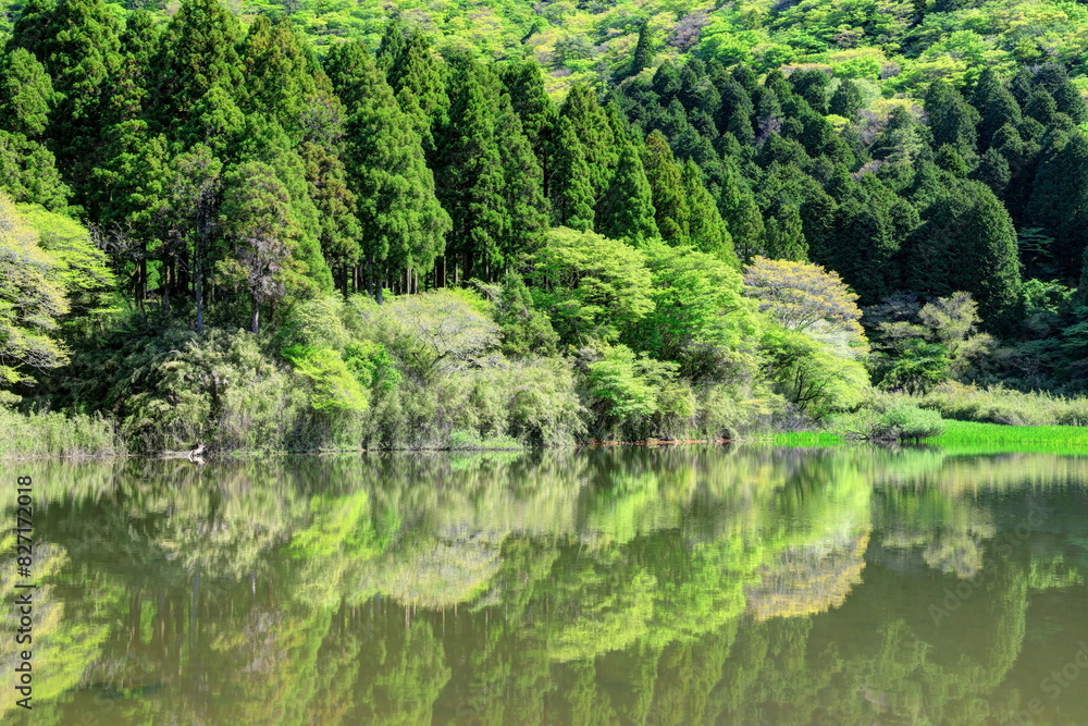 新緑の箱根お玉ヶ池