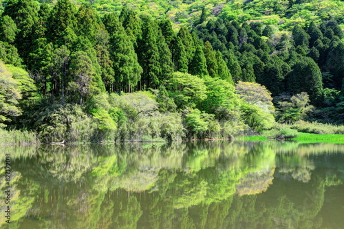 新緑の箱根お玉ヶ池