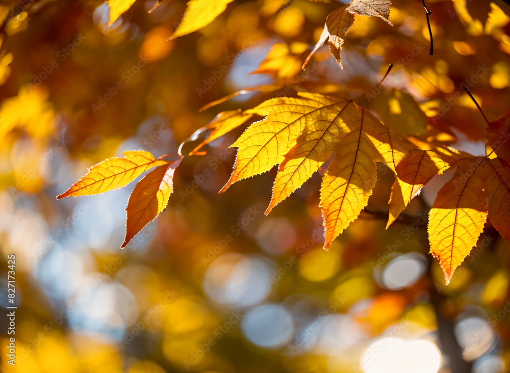 autumn leaves background autumn leaves background