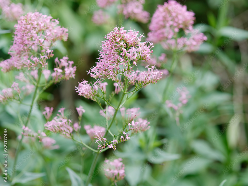 background composed of centranthus flowers background composed of centranthus flowers