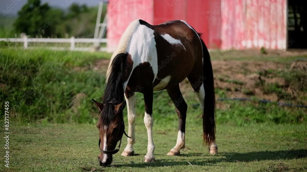 Horse feeding off grass at pasture. Domestic farm equine mammals grazing in green fields Horse feeding off grass at pasture. Domestic farm equine mammals grazing in green fields